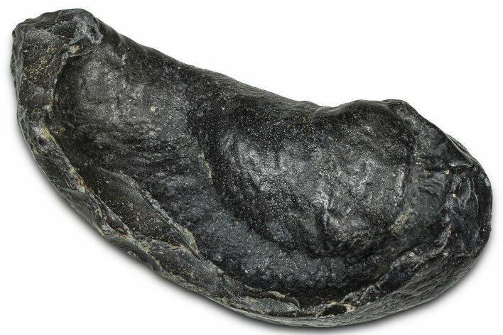 Large Fossil Whale Ear Bone - South Carolina #375277